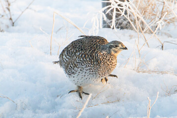 Sharp tailed grouse in the snow