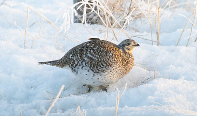 Sharp tailed grouse in the snow