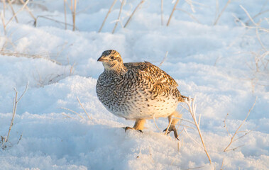 Sharp tailed grouse in the snow