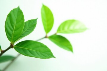 Simple green plant with leaves isolated on white background, foliage, greenery, minimalist