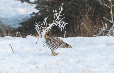 Sharp tailed grouse in the snow