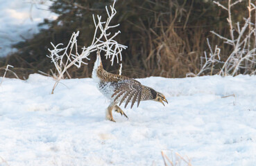 Sharp tailed grouse in the snow