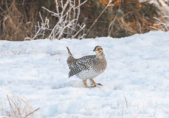 Sharp tailed grouse in the snow