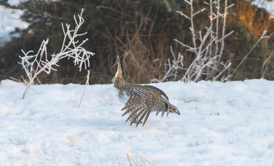 Sharp tailed grouse in the snow