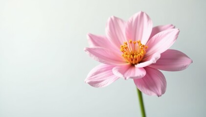 Fototapeta premium Focused flower with delicate petals on a clean white background, floral, isolation