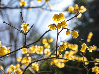 黄色い蝋梅の花が満開