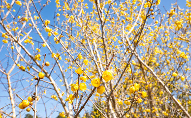 黄色い蝋梅が咲く青空