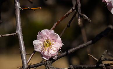 開き始めた梅の花