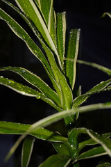 Obraz premium close up of aloe plant