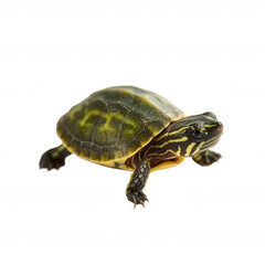 Obraz premium A turtle with a patterned shell and distinctive markings, showcasing its unique colors and features.