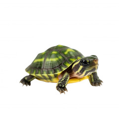 Fototapeta premium A colorful turtle with striking patterns on its shell, featuring a vibrant green and yellow coloration.