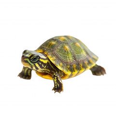 Fototapeta premium A colorful turtle with distinctive patterns moves gracefully, showcasing its vibrant shell and lively appearance.