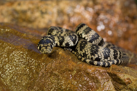 Natrice, Natrix natrix cetti, Monte Limbara. Berchidda, Olbia Tempio, Sardegna, Italia