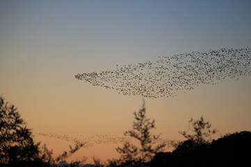 Baikal teal (Sibirionetta formosa), also called the bimaculate duck or squawk duck, is a dabbling duck that breeds in eastern Russia and winters in East Asia. This big floks was photographed in Japan.