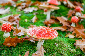 Young red fly agaric mushroom with white dots on a green forest lawn grass