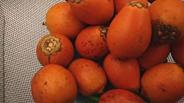 Awara fruit rotating up close top view.