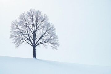 A few isolated tree branches on a snow-covered white background, frozen landscape photography, peaceful winter scene