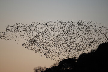 Baikal teal (Sibirionetta formosa), also called the bimaculate duck or squawk duck, is a dabbling duck that breeds in eastern Russia and winters in East Asia. This big floks was photographed in Japan.