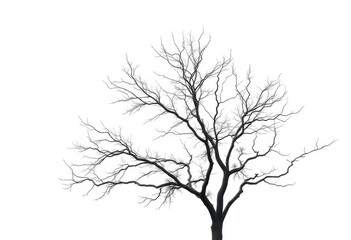 A lone deciduous tree, branches reaching skyward, stark against pure white, winter, design element