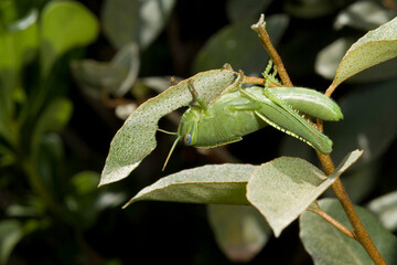 green grasshopper on a leaf, Anacridium aegyptium, the Egyptian grasshopper or Egyptian locust, is a species of insect belonging to the subfamily Cyrtacanthacridinae.