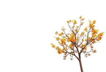 Obraz premium Single deciduous tree, branches reaching skyward, isolated on pure white, foliage, element