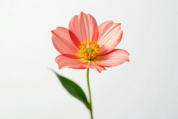 Fototapeta premium Single blooming flower on white background isolated, single bloom, flowers, plants