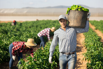 Farmer carrying basket with freshly bell peppers on farm field