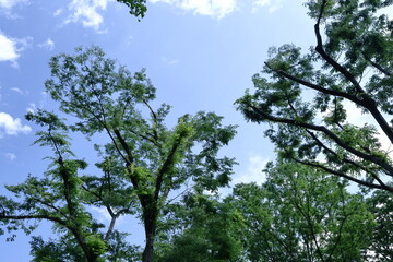 緑萌える