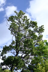 緑萌える