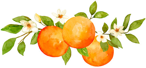 Oranges with flowers watercolor composition hand drawn and painted on isolated background. Citrus fruit tropical food small border 