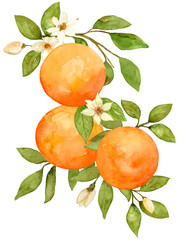 Three oranges on branch watercolor composition arrangement hand drawn and painted on isolated background. Citrus fruit flower tropical food border 