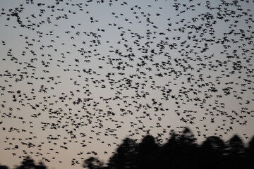 Baikal teal (Sibirionetta formosa), also called the bimaculate duck or squawk duck, is a dabbling duck that breeds in eastern Russia and winters in East Asia. This big floks was photographed in Japan.