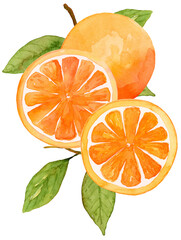 Orange and slices watercolor with leaves composition - citrus fruit hand drawn and painted on isolated background. 