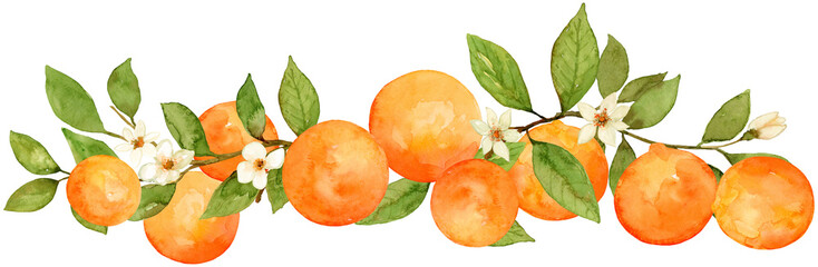 Orange watercolor floral flower long fruit vine composition hand drawn and painted on isolated background. Citrus frame and border