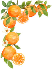 Orange watercolor floral flower fruit vine composition hand drawn and painted on isolated background. Citrus corner frame and border