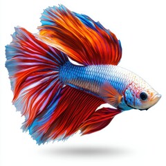 Fototapeta premium Professional image of a vibrant betta fish with a seamless white background, perfect for aquarium branding and fishkeeping promotions, highlighting its flowing fins.