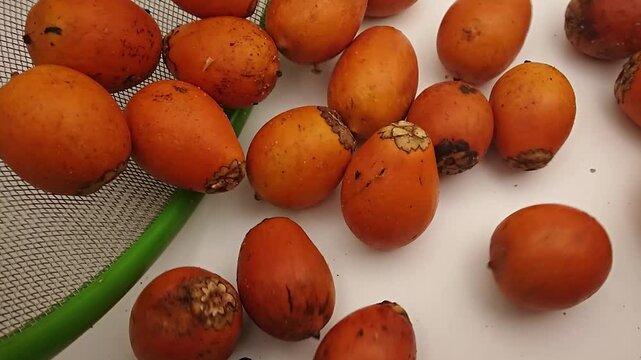 Pouring awara fruit on white table. Tucuma rolling on table.