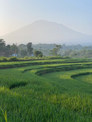 Fototapeta premium rice terraces in the morning