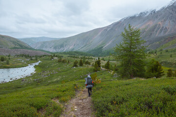 Man with big backpack goins along trail in mountain valley among sparse conifer trees in rainy weather. Backpacker on way in open forest in mountains under grey cloudy sky. Lush green alpine flora.