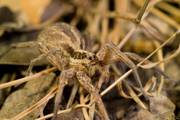 Closeup on one of the largest European wolf spiders, Hogna radiata, living in the mediterranean Sardinia, Italy.