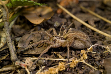 Closeup on one of the largest European wolf spiders, Hogna radiata, living in the mediterranean Sardinia, Italy.