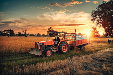 tractor and truck, one with a harvester attachment, work together during sunset in a rice field,...