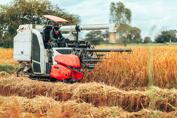 Combine the task of harvesting rice and cutting it in an early morning field in rural farmland.