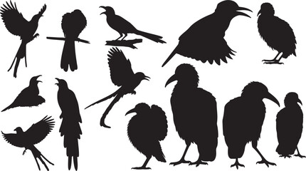 Greater Racket-Tailed Drongo Silhouettes