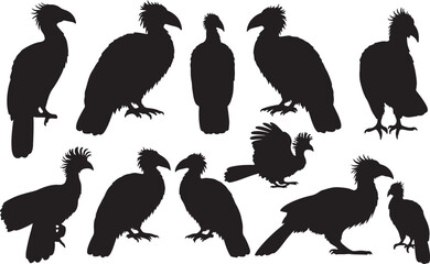 Hoatzin Silhouettes