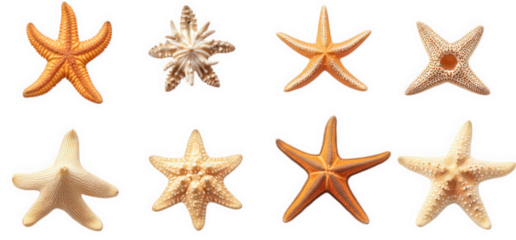 collection of eight starfish. showcasing various shapes and colors. predominantly in shades of orange and beige the arrangement highlights the diversity of these marine creatures. making it suitable f