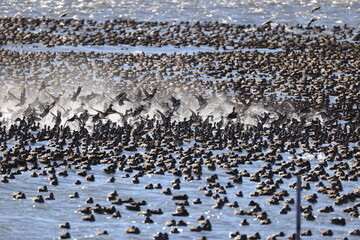 Baikal teal (Sibirionetta formosa), also called the bimaculate duck or squawk duck, is a dabbling duck that breeds in eastern Russia and winters in East Asia. This big floks was photographed in Japan.