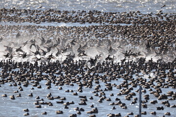 Baikal teal (Sibirionetta formosa), also called the bimaculate duck or squawk duck, is a dabbling duck that breeds in eastern Russia and winters in East Asia. This big floks was photographed in Japan.