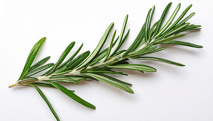 Fototapeta premium green rosemary on white background