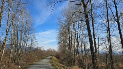 Serene Gravel Path Through a Leafless Forest Under a Blue Sky